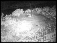 Large-spotted Genet patrolling outside our bungalow at Skukuza