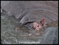 Hippo eyeing us from the Sabie River