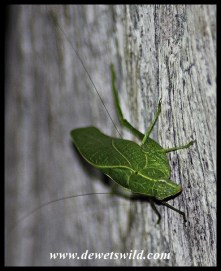 Cricket perfectly imitating a mopane leaf