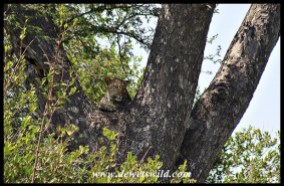 Leopard in a tree south of Skukuza