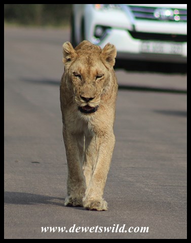 Lioness pacing the H4-1 between Skukuza and Lower Sabie