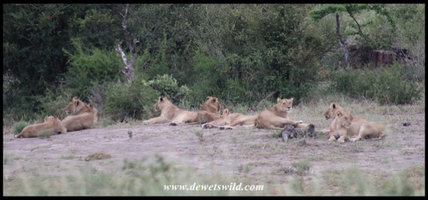 Pride of lions at Kumana Dam