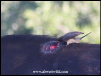 Yellow-billed Oxpecker on a festering wound