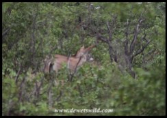 Roan antelope in the dense mopane near Middelvlei