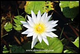 White Water Lily in Skukuza