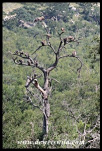 White-backed Vultures in a tree near a carcass