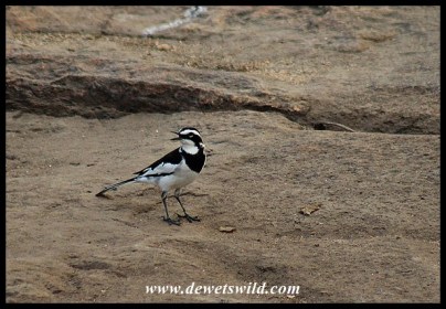 African Pied wagtail