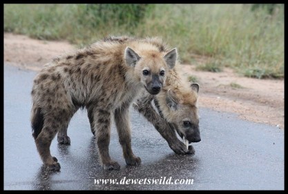 Spotted Hyena cubs with a bone