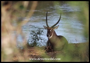 Waterbuck Bull on the bank of the Sabie