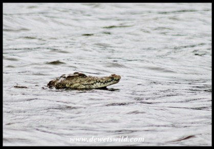 Nile crocodile at Sunset Dam