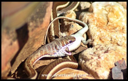Western Stripe-bellied Sand Snake swallowing a skink in Shingwedzi