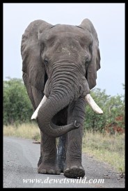 Elephant bull owning the road in Kruger National Park