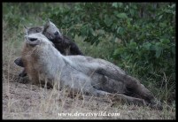 Spotted Hyena female and two young cubs