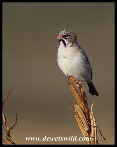 Scaly-feathered Finch