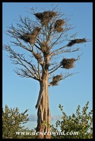 Baobab with Buffalo Weaver nests