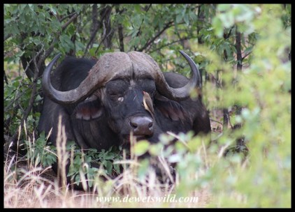 Sleepy buffalo and red-billed oxpecker