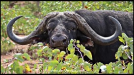 Big old buffalo bull