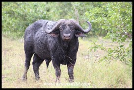 Mad old buffalo bull