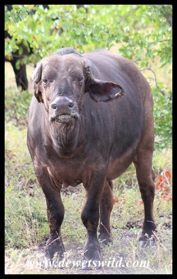 Buffalo cow without her horns