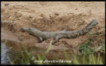 Nile Crocodile juvenile