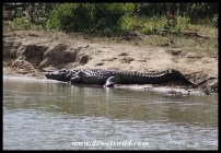 Big Nile Crocodile male
