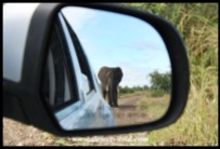 Elephant in the rear-view mirror