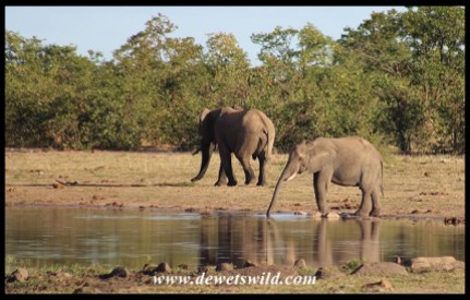 Elephants drinking from a seasonal pan