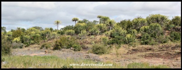 Bushveld Candelabra Euphorbias on the hill at Shipandani