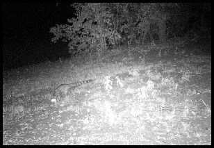 Large Spotted Genet captured on my camera-trap on the camp perimeter