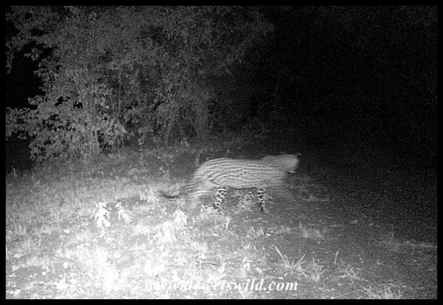 Leopard captured on my camera-trap on the camp perimeter