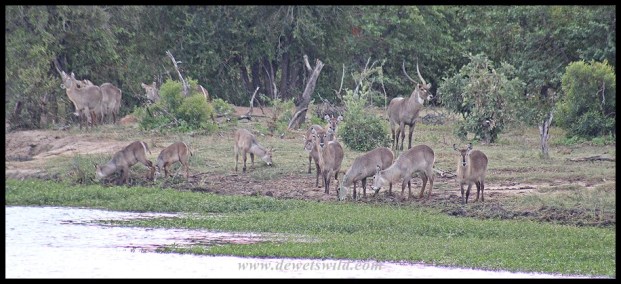 Waterbuck herd on the banks of the Pioneer Dam near Mopani