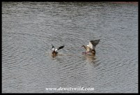 Egyptian Goose chasing South African Shelduck