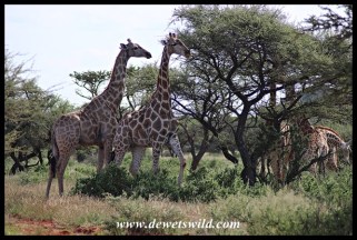 Giraffes in Mokala National Park