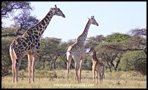 Giraffe family in Mokala National Park