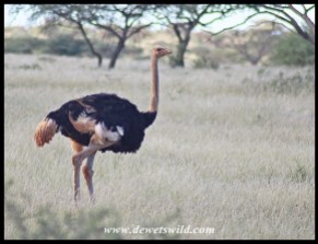 Ostrich male