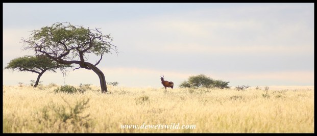 Red hartebeest in the wide open spaces