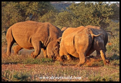 Angry white rhino cow defending her calf