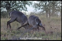Dueling Waterbuck Bulls in the Nshawu Vlei (marsh) near Mopani in the Kruger National Park