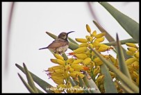 Dusky Sunbird on a flowering Quiver Tree