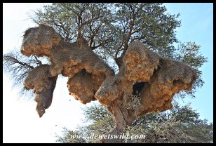This Sociable Weaver nest near Twee Rivieren in the Kgalagadi Transfrontier Park may well be one of the biggest constructions by birds on the planet!