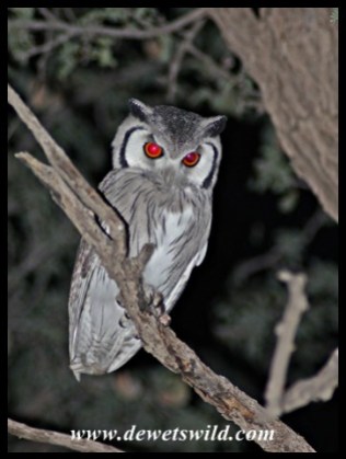 Southern White-faced Owl seen in Mata Mata