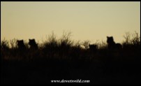 Lions at sunrise