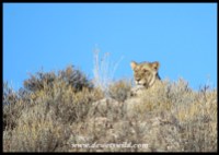 Lioness peaking over a ridge