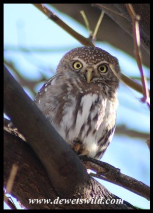 Pearl-spotted Owlet seen in Nossob