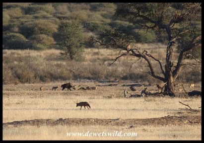 Brown Hyena and Black-backed Jackals on a carcass