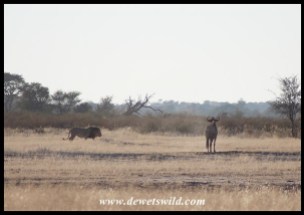 Lion watched by wildebeest