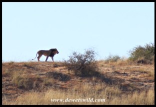 Lion on a dune in the Kgalagadi