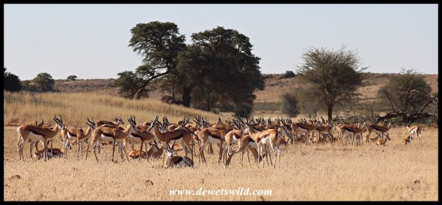 Springbok herd