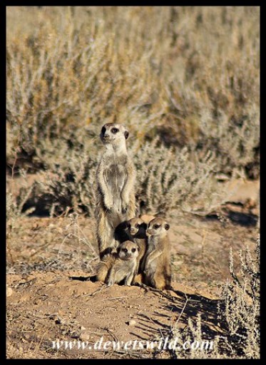 Meerkat Family (Suricates)