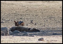 Black-backed Jackal eating from the carcass of a Spotted Hyena